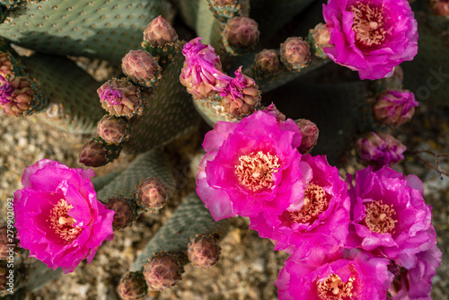pink cactus flowers blooming on cactus plant in desert