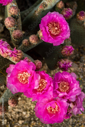 pink cactus flowers blooming on cactus plant in desert