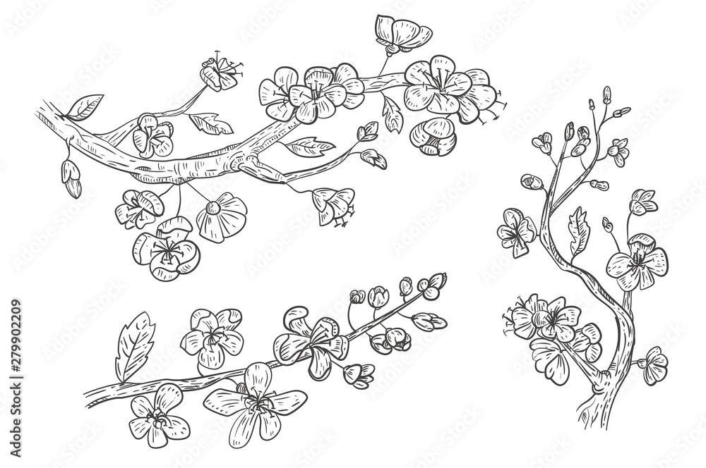 Set of hand drawn sketch sakura branches with flowers isolated on white background. Vector vintage retro illustration.