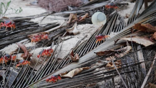 Red crabs on beach in Caribbean Barbados with plastic cup litter behind - stock footage video clip 