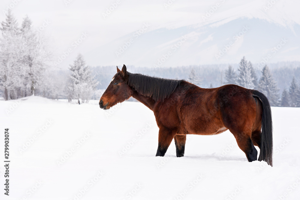 Dark brown horse walks on snow covered field in winter, blurred trees and mountain in background, side view Dark brown horse walks on snow covered field in winter, blurred trees and mountain in background, side view