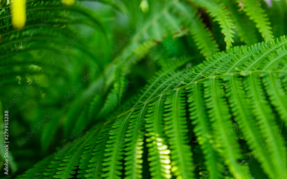 Fern leaf pattern close-up Fern leaf pattern close-up
