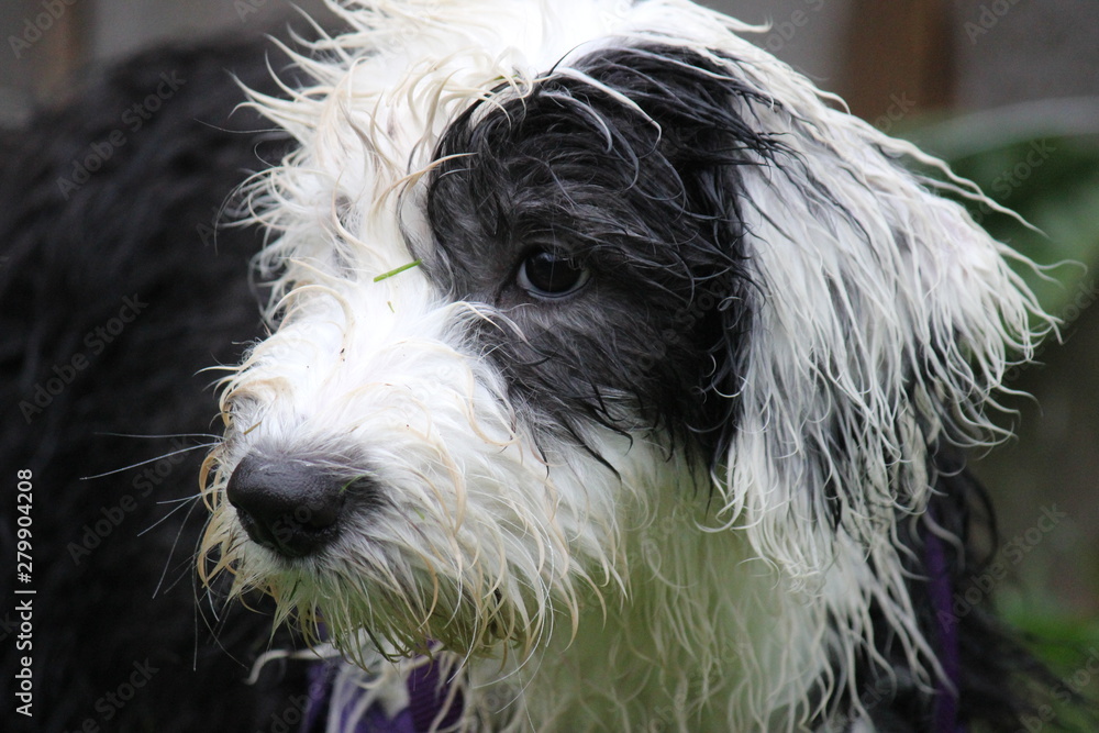 Fototapeta premium wet dirty dog