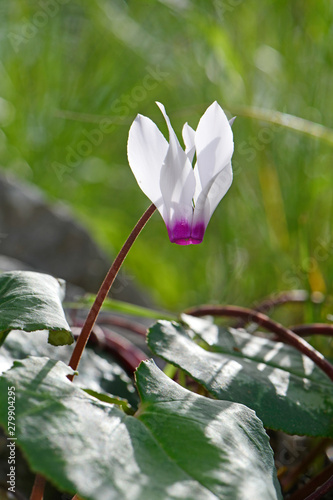 Alpenveilchen auf Symi, Griechenland - Cyclamen on Symi, Greece photo