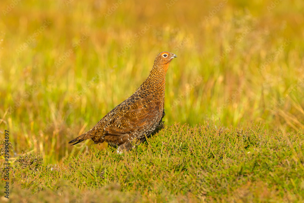 Red Grouse male in summer. (Scientific name: Lagopus lagopus) Stood in natural moorland habitat of heather and grasses Facing right. Horizontal. Space for copy Red Grouse male in summer. (Scientific name: Lagopus lagopus) Stood in natural moorland habitat of heather and grasses Facing right. Horizontal. Space for copy