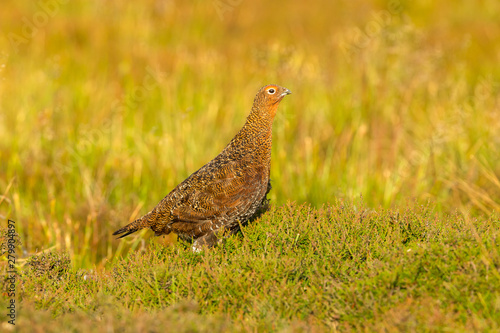 Red Grouse male in summer. (Scientific name: Lagopus lagopus) Stood in natural moorland habitat of heather and grasses Facing right. Horizontal. Space for copy