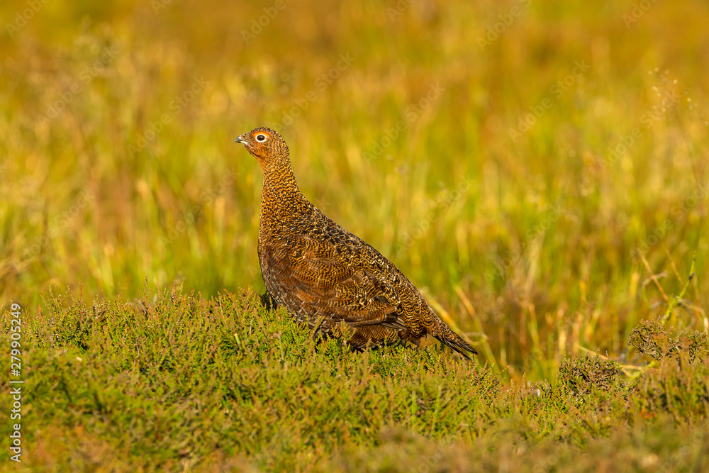 Red Grouse male in summer. (Scientific name: Lagopus lagopus) Stood in natural moorland habitat with heather and grasses. Facing left. Horizontal. Space for copy. Red Grouse male in summer. (Scientific name: Lagopus lagopus) Stood in natural moorland habitat with heather and grasses. Facing left. Horizontal. Space for copy.