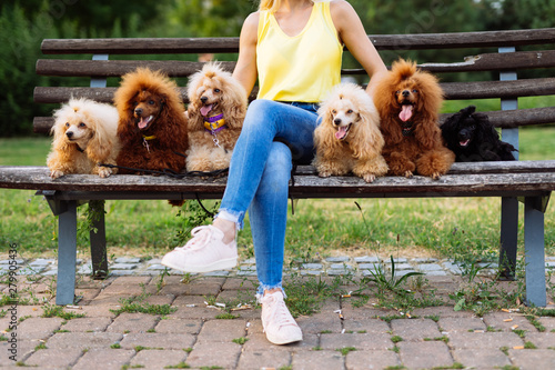 Beautiful middle age blonde woman enjoys walking with her adorable miniature poodles photo