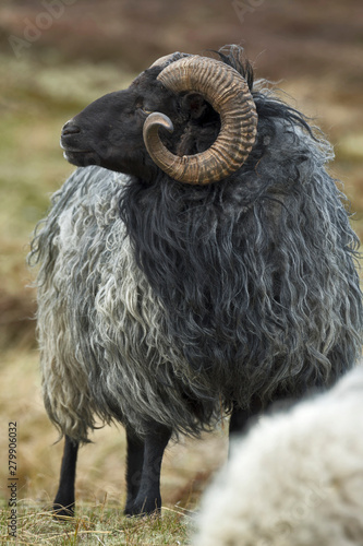 A grey longhaired Gotland sheep on a meadow