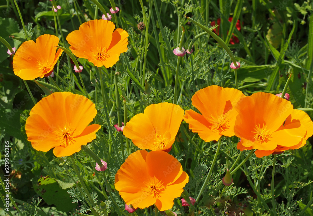 a close up of vivid yellow california poppies flowering in a meadow in bright summer sunlight a close up of vivid yellow california poppies flowering in a meadow in bright summer sunlight