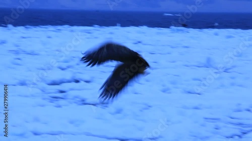 View of eagle flying up
