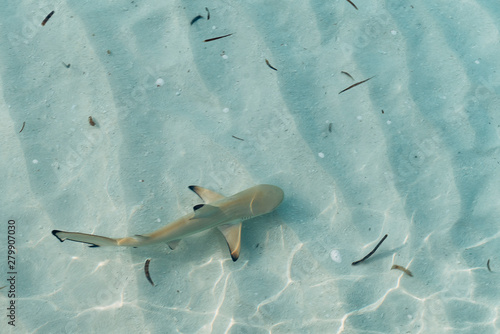 Baby shark in shallow and transparent water in Maldives islands