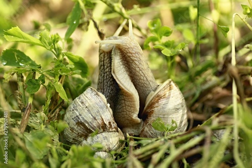 Mating of two snails in natural environment
