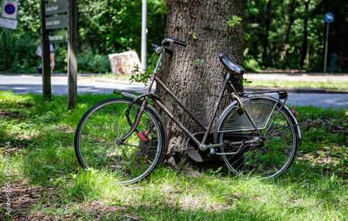 Bike leaned on a tree trunk, Rotterdam city, Netherlands