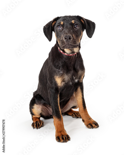 Black and Tan Crossbreed puppy Sitting Isolated © adogslifephoto