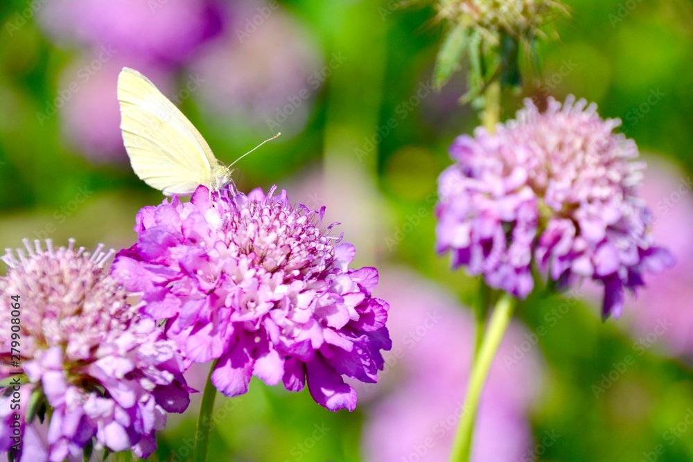 Blumenwiese im Sommer - Hintergrund Wildblumen und Insekten Blumenwiese im Sommer - Hintergrund Wildblumen und Insekten