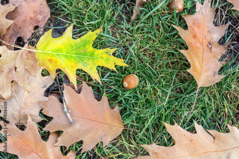 Fallen oak leaves and acorns on green grass in city park or forest at early autumn season. Beautiful bright natural fall bakground Fallen oak leaves and acorns on green grass in city park or forest at early autumn season. Beautiful bright natural fall bakground