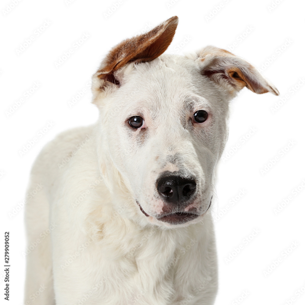Closeup of Big White Dog Floppy Ears