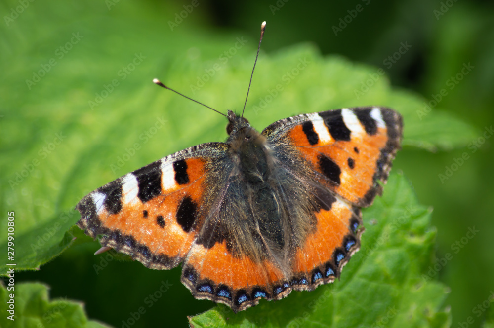 Small Tortoiseshell butterfly on green leaves Small Tortoiseshell butterfly on green leaves