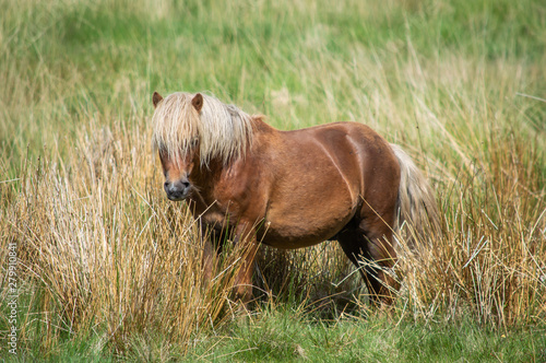 Картината върху платно Wild pony among the rushes