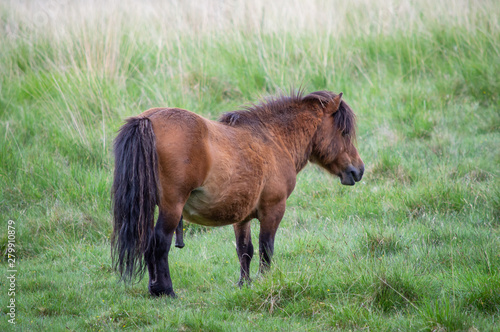 Wild pony with penis visible