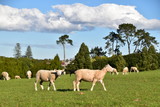 Sheep on the field in Auckland, New zealand