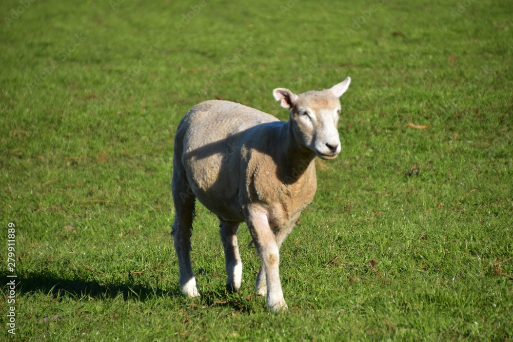 Sheep on the field in Auckland, New zealand Sheep on the field in Auckland, New zealand