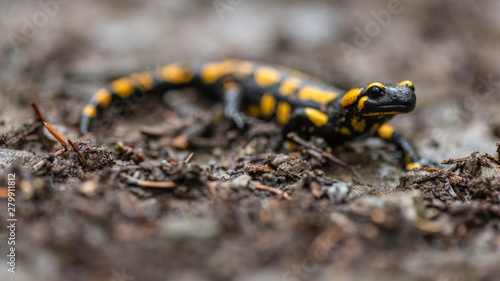 Feuersalamander