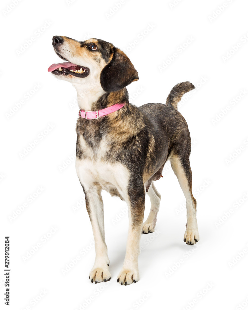 Excited Friendly Beagle Crossbreed Dog Facing Side