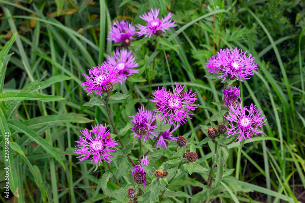 Flower burdock on a blurred background close-up. Bright flower burdock on a blurred background close-up. Flower burdock on a blurred background close-up. Bright flower burdock on a blurred background close-up.