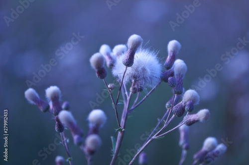 Thistle flower in bloom in summer. Plant background. 