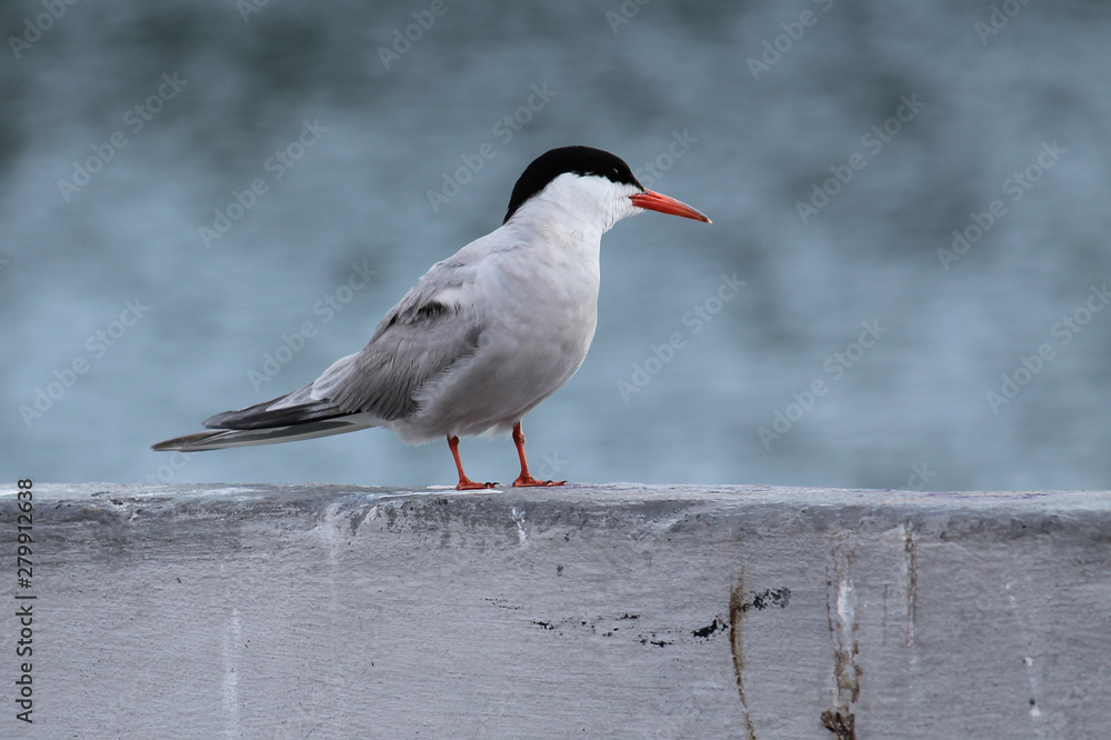 Common tern (Sterna hirundo) in city. Minsk, Belarus Common tern (Sterna hirundo) in city. Minsk, Belarus