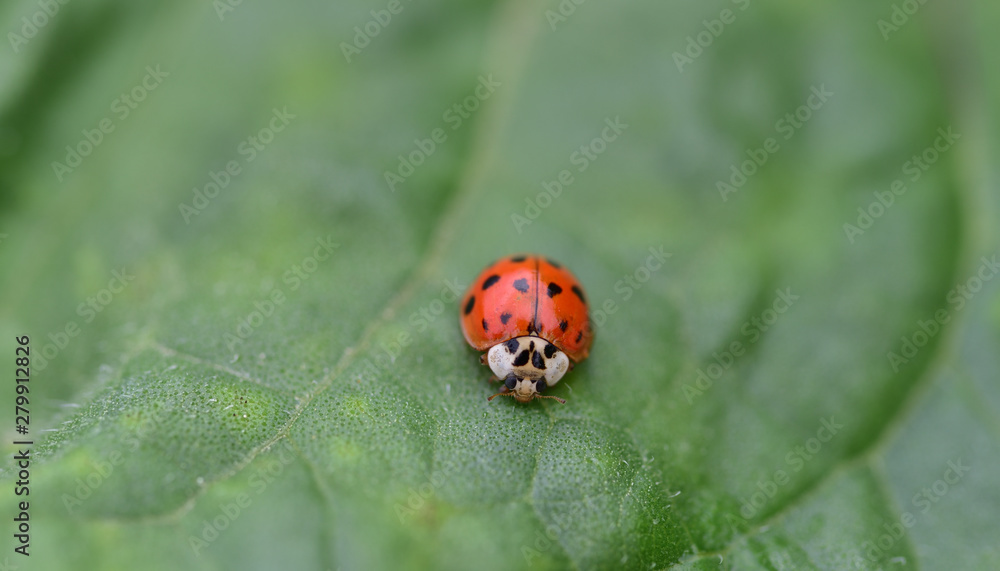Close-up of a little ladybird from the front on a green leaf