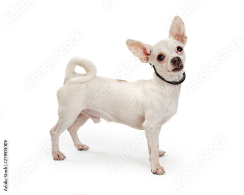 Excited White Chihuahua Dog Standing Side © adogslifephoto