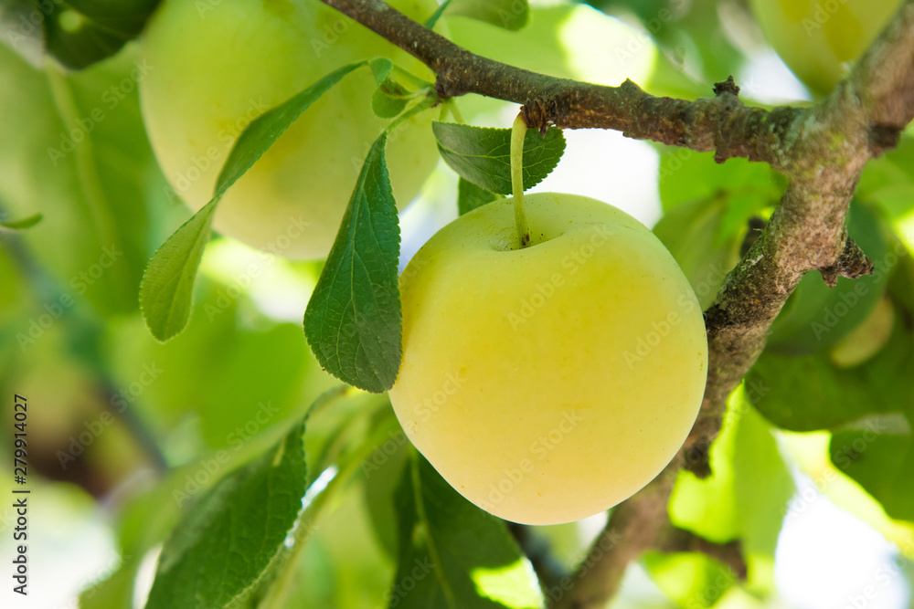 plums in the tree, agriculture and fruit harvest plums in the tree, agriculture and fruit harvest
