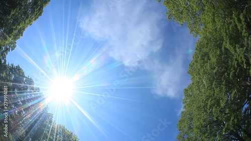 Low angle view of lindens in sunny day, Aomori City, Aomori Prefecture photo