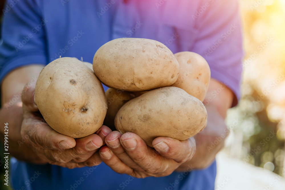 farmer with the harvest of potatoes in his hands farmer with the harvest of potatoes in his hands
