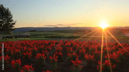 Panning shot of Salvia field at sunset, Biei, Kamikawa, Hokkaido photo