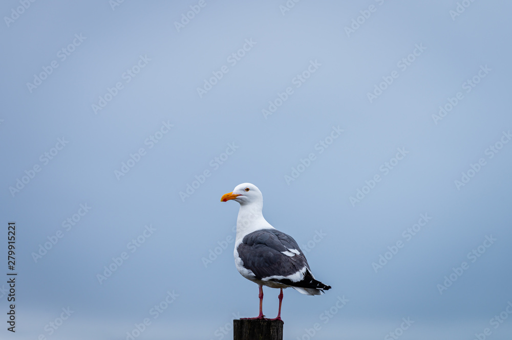 Seagull in profile standing on a weathered post with blue background. Seagull in profile standing on a weathered post with blue background.