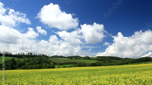 View of rapeseed field, Biei, Kamikawa, Hokkaido photo