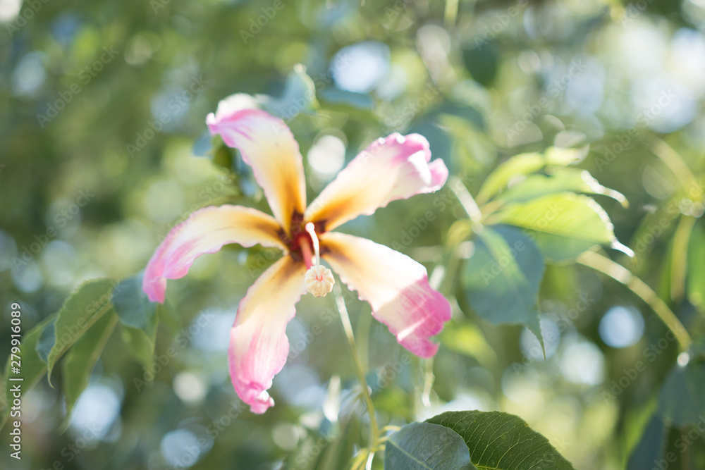 The silk floss tree (Ceiba speciosa, formerly Chorisia speciosa)