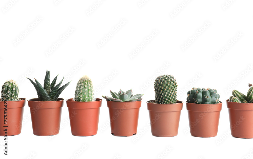 Different succulent plants in pots isolated on white. Home decor Different succulent plants in pots isolated on white. Home decor