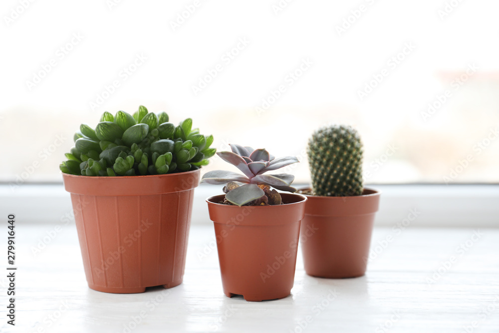 Fototapeta premium Beautiful succulent plants in pots on white wooden windowsill indoors. Home decor