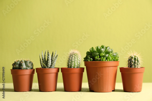 Beautiful succulent plants in pots on table against yellow green background  space for text. Home decor