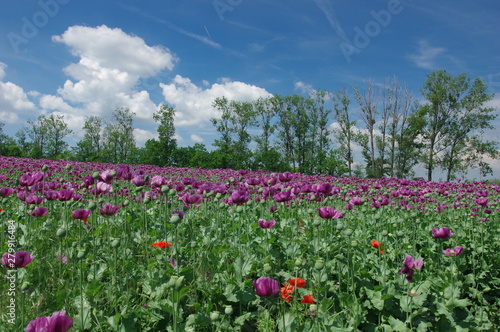 Agricultural poppy fields near South Moravian City Hustopece  Czech Republic