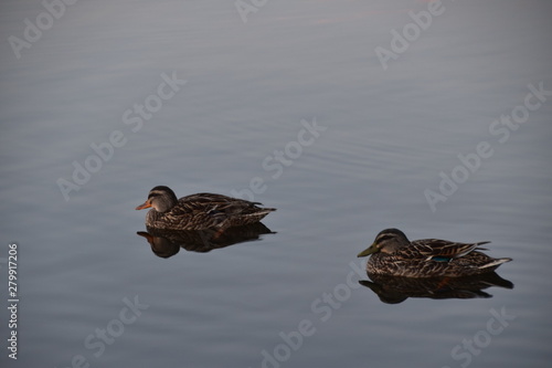Duck with Lake Rotoroa in Hamilton, New zealand