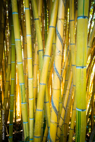 Bamboo sprouts forest. bamboo plant