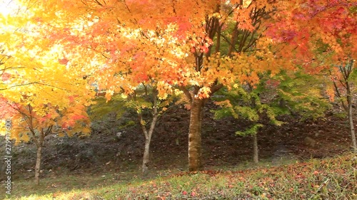 Pan over Japanese maple trees in autumn photo