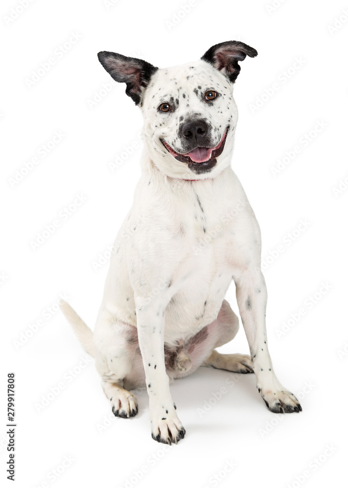 Happy spotted Large Crossbreed Dog