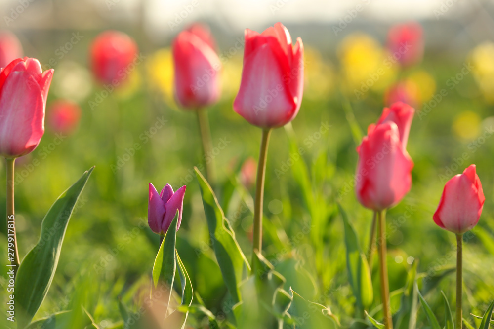 Fototapeta premium Field with fresh beautiful tulips. Blooming flowers